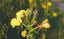 The Power of Primrose