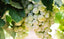 The Grape Is Great: The Amazing Skincare Benefits Of Grapeseed Oil