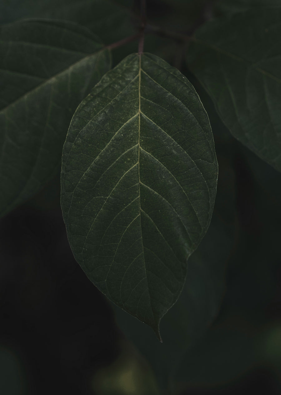 Botanical Brightener